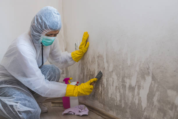 Mold Odor Removal Services in Beaufort, NC