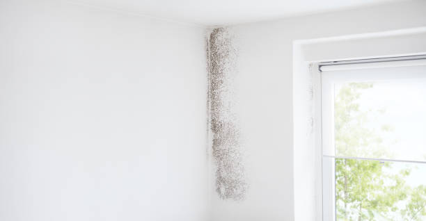 Best Indoor Air Quality Assessment  in Beaufort, NC